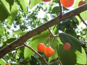 網信—2017崂山櫻桃之旅